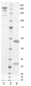 Monoclonal antibody to Procalcitonin, hIgG1-kappa (clone 9D8)