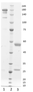 Monoclonal antibody to Procalcitonin, hIgG1-kappa (clone 5G1)