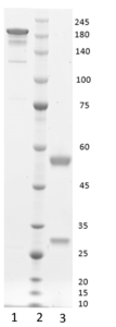 Monoclonal antibody to Procalcitonin, hIgG1-kappa (clone 12C5)