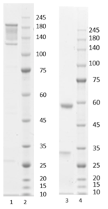 Recombinant anti-human interleukin-6 antibody (clone 2G12)