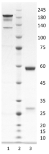 Recombinant anti-human interleukin-6 antibody (clone 2A10)