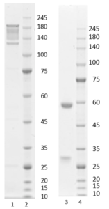 Recombinant anti-human interleukin-6 antibody (clone 11D8)
