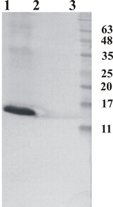 Mouse mAb to human Ribonuclease 7 (clone 4C4)