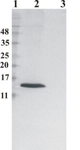 Mouse mAb to human Ribonuclease 7 (clone 4F9)