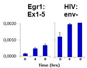 Mouse mAb to HIV-1 Tat (clone 1)