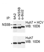 Mouse mAb to HCV NS5B (clone 9A2)