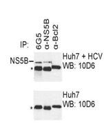 Mouse mAb to HCV NS5B (clone 6G5)