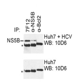 Mouse mAb to HCV NS5B (clone 7F12)