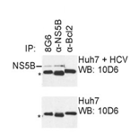 Mouse mAb to HCV NS5B (clone 8G6)