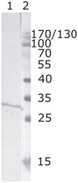 Mouse mAb to HIV-1 Nef (clone 3F2)