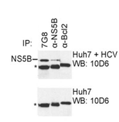 Mouse mAb to HCV NS5B (clone 7G8)