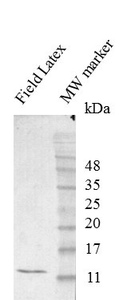 Mouse mAb to Hev b1 (Rubber elongation factor, REF) (clone 1-5)