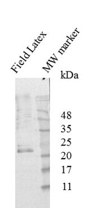 Mouse mAb to Hev b3 (Small rubber particle protein, SRPP) (clone 10)