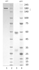 Human IgG1-lambda antibody to SARS CoV-2 Spike S1 (clone 8E5)