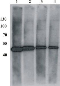 Mouse mAb to BPV type 1 E2 protein (clone 1E2)