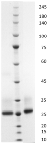 Recombinant Interleukin-6 protein