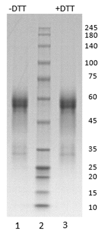 SARS-CoV-2 Nucleocapsid Protein, CHO