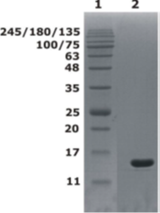 Recombinant human RNase 7 protein