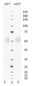 SARS-CoV-2 Nucleocapsid protein Omicron (B.1.1.529)