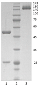 Human IgG1 antibody to SARS CoV-2 Spike RBD protein (clone 64E6)