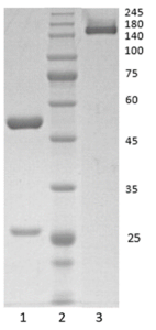 Human IgG1 antibody to SARS CoV-2 Spike RBD protein (clone 66A2)