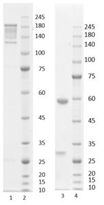 Recombinant anti-human interleukin-6 antibody (clone 4G5)