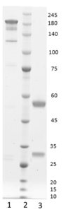 Monoclonal antibody to Procalcitonin, hIgG1-kappa (clone 9G1)