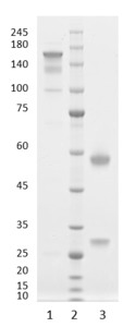 Mouse mAb to Hexahistidine (His6) tag (clone 24H10)