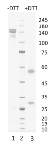 Recombinant antibody to hGDF15, clone 1B2, hIgG1