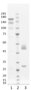 Recombinant antibody to hGDF15, clone 4G12, hIgG1