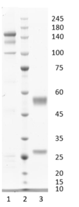Recombinant antibody to hGDF15, clone 6G5, hIgG1