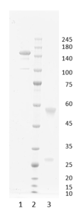 Recombinant antibody to hGDF15, clone 4E4, hIgG1
