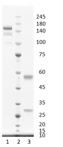 Recombinant antibody to hGDF15, clone 7B11, hIgG1