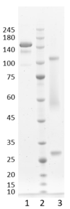 Recombinant antibody to hGDF15, clone 6E2, hIgG1