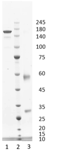 Recombinant antibody to hGDF15, clone 7C7, hIgG1