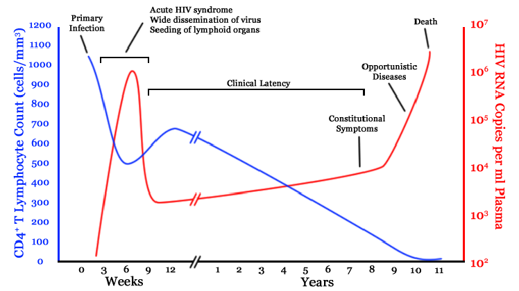 A graph of the typical course of HIV infection over time, showing the mount of CD4 T-cells and viral load