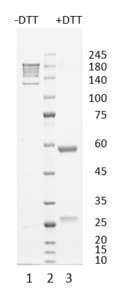 Monoclonal antibody to RBP4, clone 6C2, hIgG1