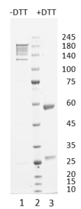 Monoclonal antibody to RBP4, clone 10G3, hIgG1
