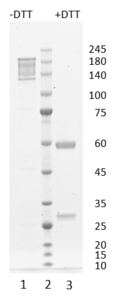 Monoclonal antibody to RBP4, clone 11A6, hIgG1