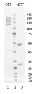 Monoclonal antibody to RBP4, clone 14D5, hIgG1