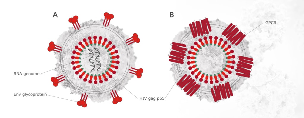 Schematic representation of (A) HIV-1 virion and it's composition, and (B) application of HIV-1 based VLPs to produce multi-pass transmembrane proteins such as GPCRs